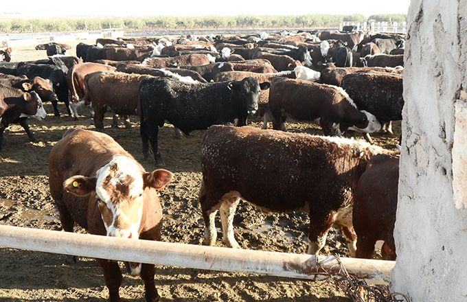 Arrivage de bovins brésiliens en Tunisie. Photo : Amjed Ba