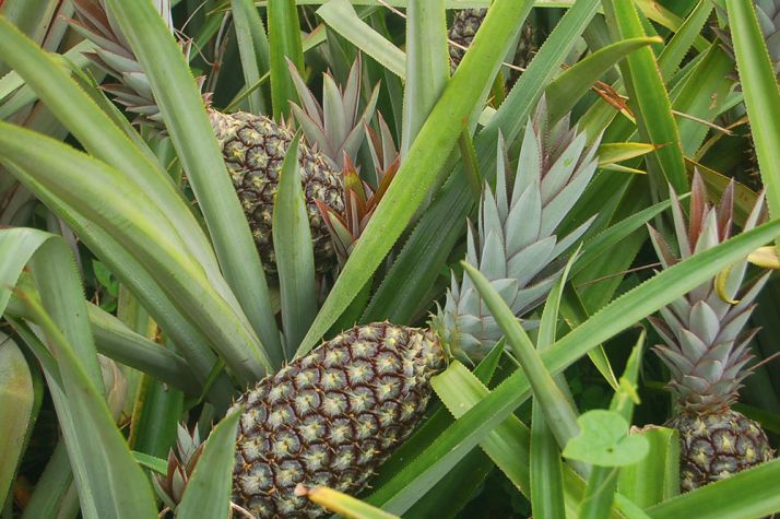 L’anacarde et l’ananas sont les deux produits d’exportations phares  de la nouvelle réforme.