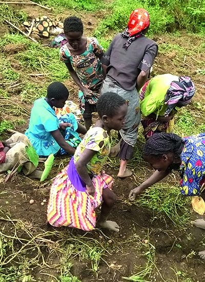 De jeunes élèves récoltent des pommes de terre. Photo : Umbo Salama De jeunes élèves récoltent des pommes de terre. Photo : Umbo Salama