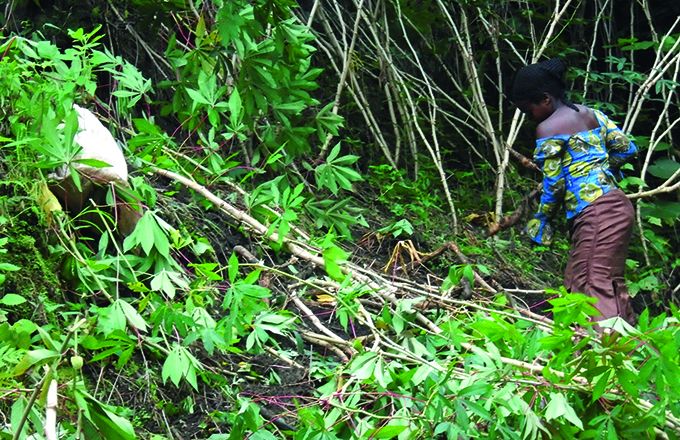 Une jeune récolte du manioc au sud de Lubero. Photo : Umbo Salama Une jeune récolte du manioc au sud de Lubero. Photo : Umbo Salama