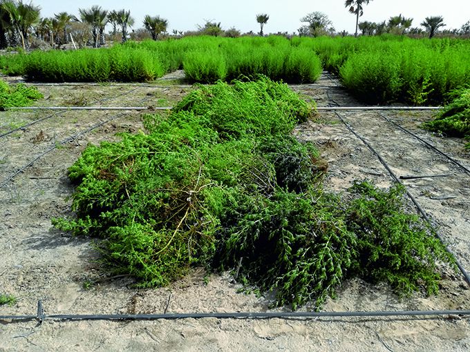 La culture de l’Artemisia annua sur les terres du projet maraîcher de Tivouane, près de Thiès au Sénégal. Photo : Maison de l'Artemisia