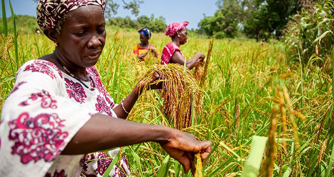 La Banque africaine de développement va aider la RDC à accroître significativement sa production des denrées alimentaires les plus consommées au pays et réduire les importations massives, dont le riz. Photo : AfDB