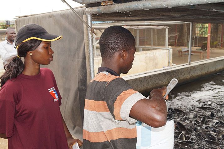 Alimentation dans une ferme aquacole du Nigeria. Photos : E. Pruvost