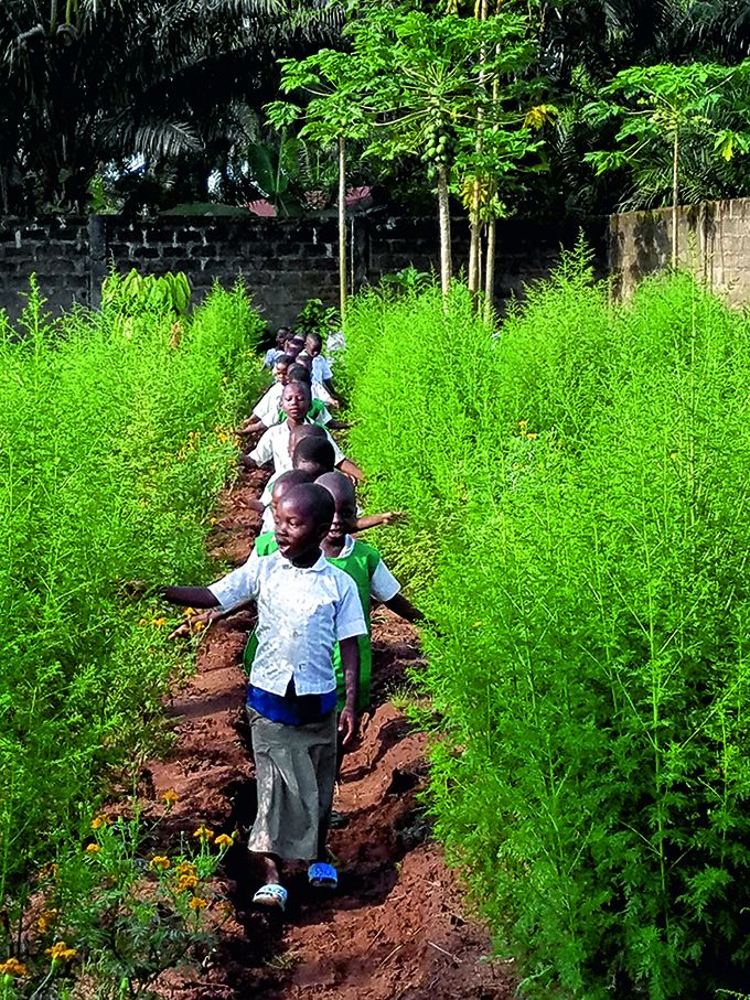 À Baningbé, les enfants de l’école agricole Laudato Si apprennent l’agroécologie et la permaculture. Photo : Maison de l'Artemisia