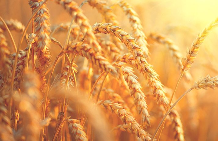 En moyenne, les agriculteurs ont enregistré une augmentation de 44% de la productivité par hectare par rapport à la saison précédente. © Subbotina Anna/Adobe Stock