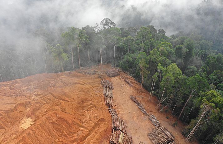 Avec 10 millions d'hectares de forêt perdus annuellement à cause de la déforestation et environ 70 millions d'hectares affectés par les incendies, de nouvelles solutions sont essentielles. © Richard Carey/Adobe Stock