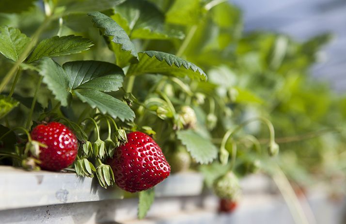 Le Ministère souhaite rassurer le public quant à la sécurité des fraises marocaines, ainsi que de tous les produits agricoles du pays. © studiophotopro/Adobe Stock