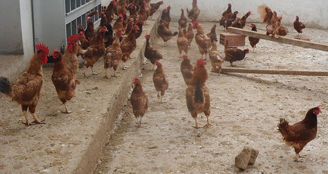 Basse-cour pour poulets fermiers. Photos : Jamel Bachtobji