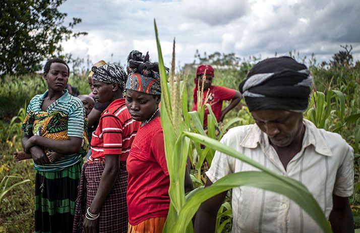 Les agriculteurs résistent mieux au changement climatique lorsqu’ils sont regroupés en organisations de producteurs, comme ici au Rwanda. Photo :  FAO/Marco Longari