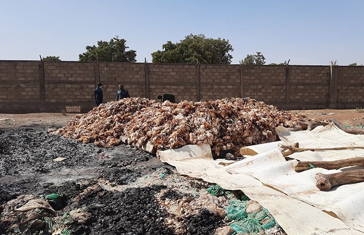 Des milliers de poulets atteints de la grippe aviaire ont dû être brûlés. © Faïshal Ouédraogo
