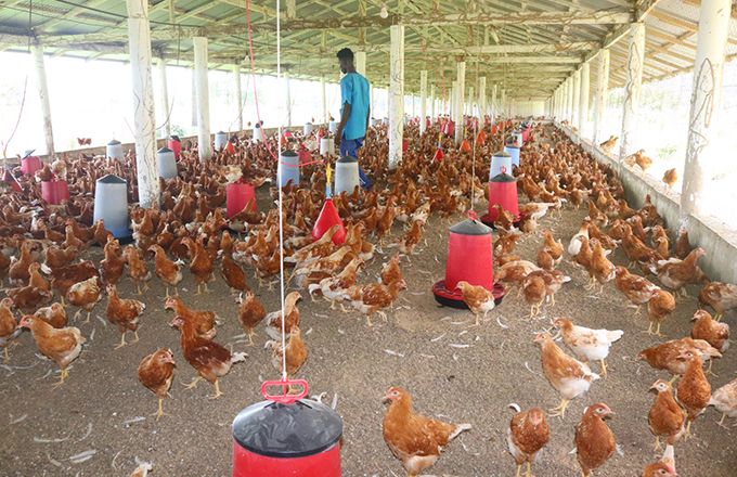 Des poulets pour l'élevage dans une ferme de Guinée Conakry. Photo : Nantady Camara