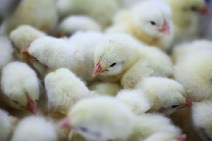 Papa Bakary Coly produit 24 000 poulets de chair par an. Photo : Sakhorn38/Fotolia Papa Bakary Coly produit 24 000 poulets de chair par an. Photo : Sakhorn38/Fotolia
