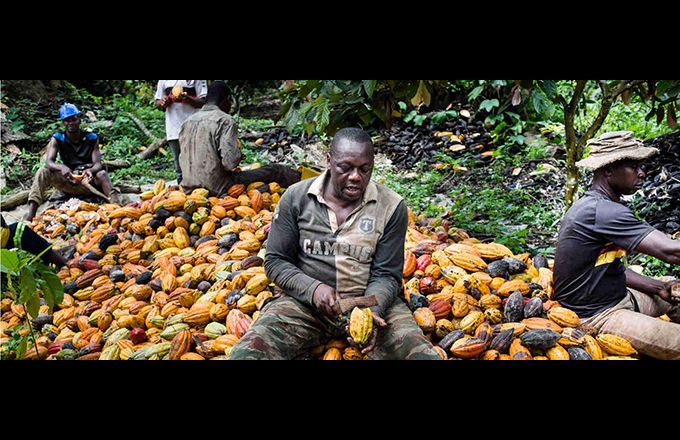 La variété dite « cacao brésilien » assure environ deux tonnes/hectare de rendement, contre une tonne pour les variétés traditionnelles. Photo : BAD