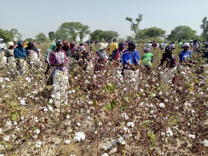 Récolte de la production de coton par un groupement de femmes dans la région de Koutiala au Mali. @CMDT