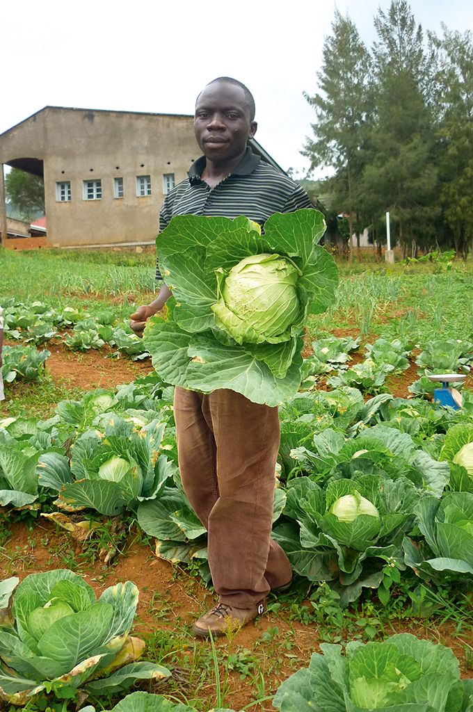 veg_fermier_congolais_choux.jpg