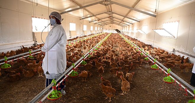 Ce projet comprend l’installation de deux unités d’élevage de poulet fermier, l’acquisition de poussins et d'aliments, l'assistance technique et la certification pour le label agricole « Poulet fermier ». Crédit : DR 