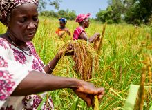 La Banque africaine de développement va aider la RDC à accroître significativement sa production des denrées alimentaires les plus consommées au pays et réduire les importations massives, dont le riz. Photo : AfDB