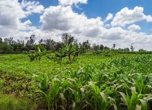 Le Gouvernement prévoit une subvention de 2 milliards de francs pour faciliter l’accès des producteurs aux semences de qualité de maïs, de riz et boutures de manioc. @ Demande Philippe/Adobe Stock