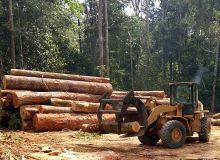 Exploitation de bois en Afrique Centrale.