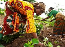Les femmes jouent un rôle crucial dans l’agriculture africaine, comme ici à Akwa Ibom au sud du Nigeria. Photo : Daouda Aliyou
