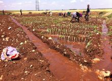 Au 25 avril, 62 % des cultures maraîchères de printemps sous irrigation étaient déjà installées, comme ici à El Hajeb, près de Meknès. Photo : Antoine Hervé