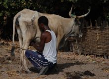 Production de lait dans la région de Kolda, au Sénégal. Photo : A. Hervé