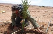 Plantation de palmiers dattiers dans la zone d’Errachidia, au Maroc. Photo : Antoine Hervé