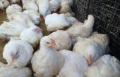 À l’image de ces poulets de chair, 70 à 80 % des élevages en Algérie sont informels et ne respectent aucune norme de production. Photo : Sara Benabdelaziz