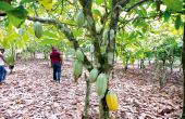 Verger sain de cacao dans le sud-ouest de la Côte d’Ivoire.  Photo : A. Hervé