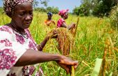 La Banque africaine de développement va aider la RDC à accroître significativement sa production des denrées alimentaires les plus consommées au pays et réduire les importations massives, dont le riz. Photo : AfDB