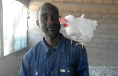 « Je n’avais pas de place ici jusqu’à ce que l’État sénégalais décide d’arrêter toutes les importations de poulets  et de matériels avicoles. » Photo : DR