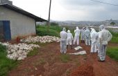 Abattage de poulets suite à la grippe aviaire diagnostiquée fin mai à la ferme avicole Mvod-Betsi, à Yaoundé. Photo : Celcom Minepia