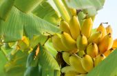 Les discussions lors de l'événement organisé par la FAO porteront sur une industrie bananière plus équitable, plus durable et plus responsable. © Anew/Adobe Stock