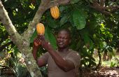 La Côte d’Ivoire est, de loin, le premier producteur mondial de cacao. Ici, un planteur dans la région de M’Brimbo, entre Abidjan et Yamoussoukro. Photo : Antoine Hervé