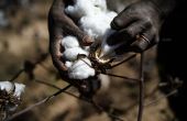 La récolte du coton dans un champ au Mali. Photo : studio Tamani 