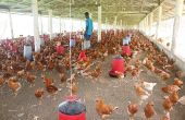 Des poulets pour l'élevage dans une ferme de Guinée Conakry. Photo : Nantady Camara