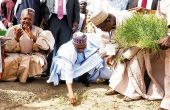 Le président Muhammadu Buhari lance la campagne de riz dans l’État de Kebbi au nord  du Nigeria. Photo : Daouda Aliyou