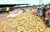 Principal tubercule consommé en Côte d’Ivoire, le manioc – ici sur un marché  de Bingerville – est nécessaire à la sécurité alimentaire du pays. Photo : DR