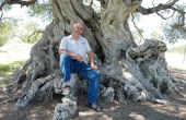 Nabil Bel Khiria est le gardien au quotidien de l’olivier millénaire. Photo : Antoine Hervé