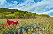 Le robot tropicalisé en action dans un champ d’ananas sur l’île de la Réunion. Photo : Naïo Technologies