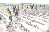 La travail agricole est perturbé par la crise du Covid-19. Ici, dans une rizière en Casamance, au Sénégal. Photo : A. Hervé