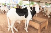 Le Salon international du bétail et de la viande d’Afrique de l’Ouest aura lieu à Lomé en mai