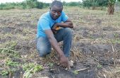 Le changement climatique affecte le travail des sols  en Afrique, comme ici au nord de Lomé au Togo. Photo : Antoine Hervé