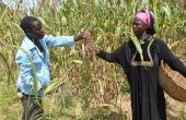 Un couple de producteur de la semence améliorée de sorgho au Burkina Faso. Crédit : Magassa.