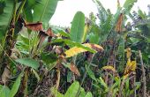 La maladie a dévasté environ 40 %  des bananeraies de la région, comme ici près de Baswagha. Photo : C. M. Sengenya