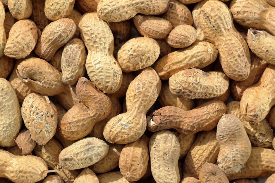 Dix nouvelles variétés d’arachide