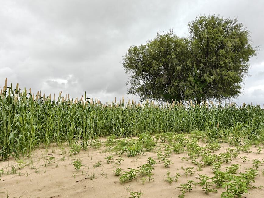 « Le sorgho est une chance pour l’Afrique de demain »